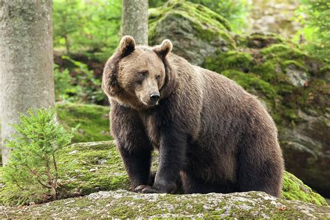 Germany, Bavaria, Bayern, Lower Bavaria, Bavarian Forest, Brown Bear In ...