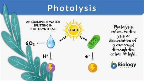 Photolysis - Definition and Examples - Biology Online Dictionary