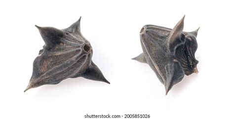 Water Caltrop Spiky Hard Seeds Isolated Stock Photo (Edit Now) 2005851026