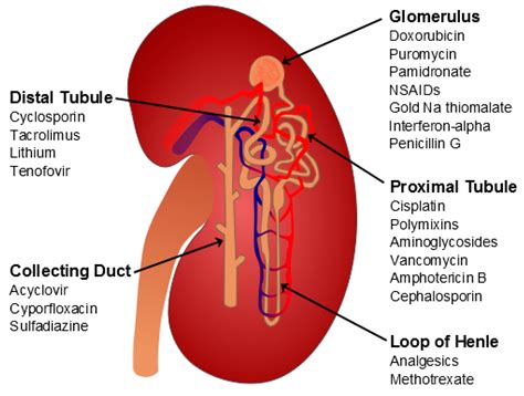 Molecules | Free Full-Text | Molecular Mechanisms of Colistin-Induced Nephrotoxicity