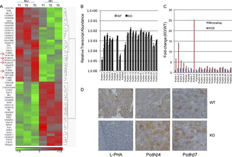 Microarray analysis of gene expression in her-2-induced tumors. A ...