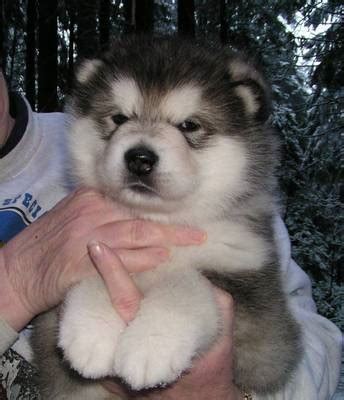 Top 10 cutest Alaskan Malamute puppies | Cute n Tiny