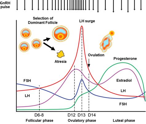 Hormonal dynamics of the hypothalamic‐pituitary‐ovarian axis during the... | Download Scientific ...