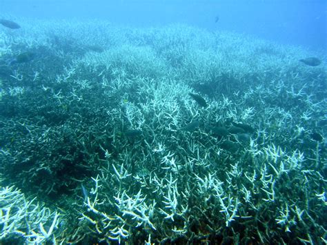 Coral bleaching - Wikipedia