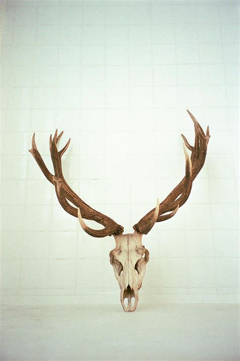 Antelope Skull by John-patrick Morarescu