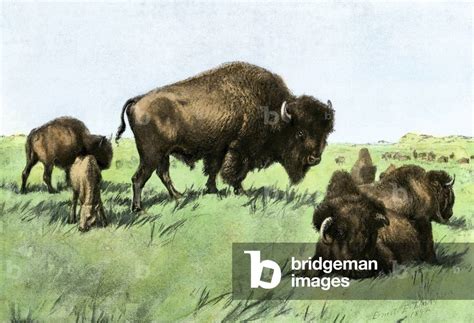 Image of Herd of buffalo in the Great Plains in the United