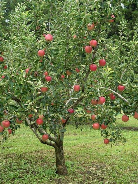 Zone 5 Fruit Trees - Guide To Growing Fruit Trees In Zone 5 Gardens | Gardening Know How