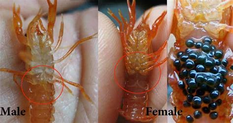 Dwarf Mexican Crayfish – Detailed Guide: Care, Diet, and Breeding ...