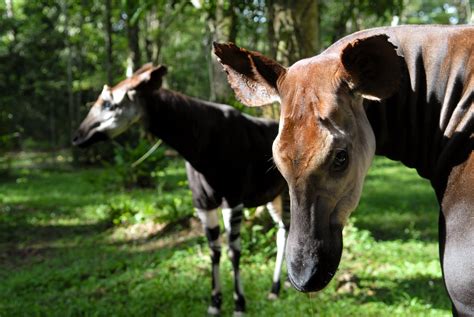 PRESS RELEASE World Okapi Day 2023 — Okapi Conservation Project