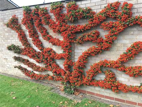 Pyracantha Varieties (Plants with berries) Guzmansgreenhouse.com