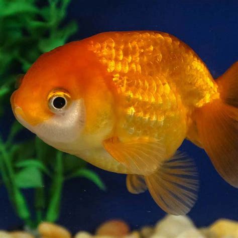 Ranchu Goldfish | Next Day Koi