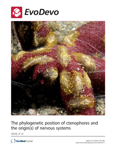 (PDF) The phylogenetic position of ctenophores and the origin (s) of ...