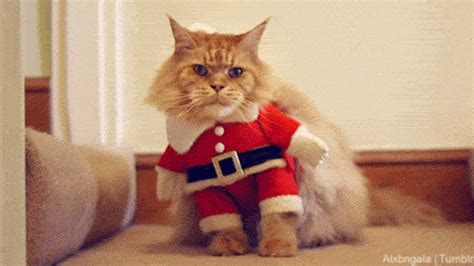 'Fraidy Cat Eventing: merry christmas!