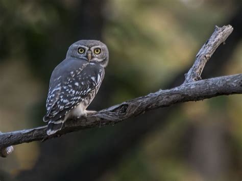 Forest Owlet - eBird