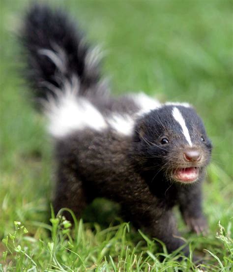 Rabid skunk found in East Haven