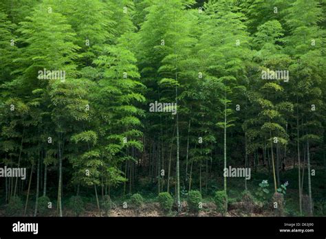 Anji bamboo forest hi-res stock photography and images - Alamy