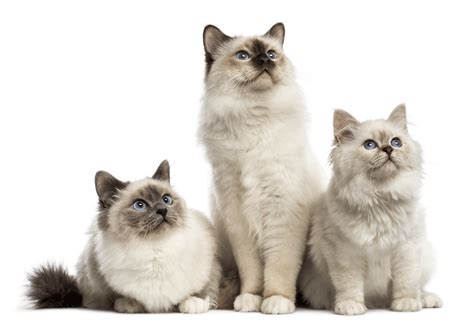 Birman Breeders Australia | Birman Info & kittens