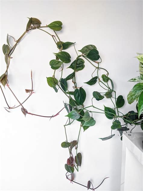 The Easiest Way to Vine Houseplants on Walls...Anyone Can Do It!