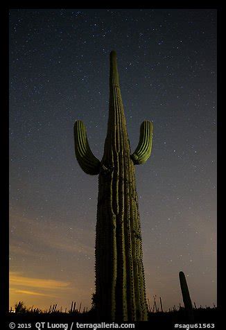 Picture/Photo: Looking up tall saguaro cactus at night. Saguaro National Park