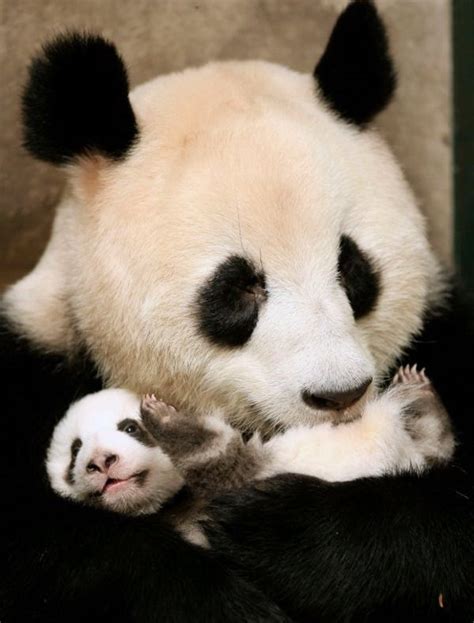 Panda mom hugs her cub .....is precious!!!! Panda Hug, Panda Bebe ...