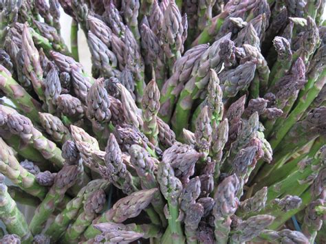 Asparagus tips Free Photo Download | FreeImages