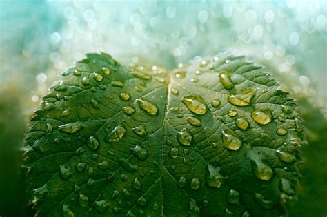 Premium Photo | Water drops on green leaves