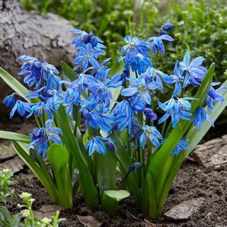 Scilla siberica SIBERIAN SQUILL – Ferri Seeds