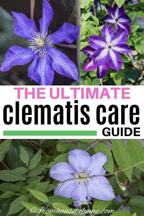 Clematis Vine Care: Planting, Growing and Pruning Tips - Gardening ...