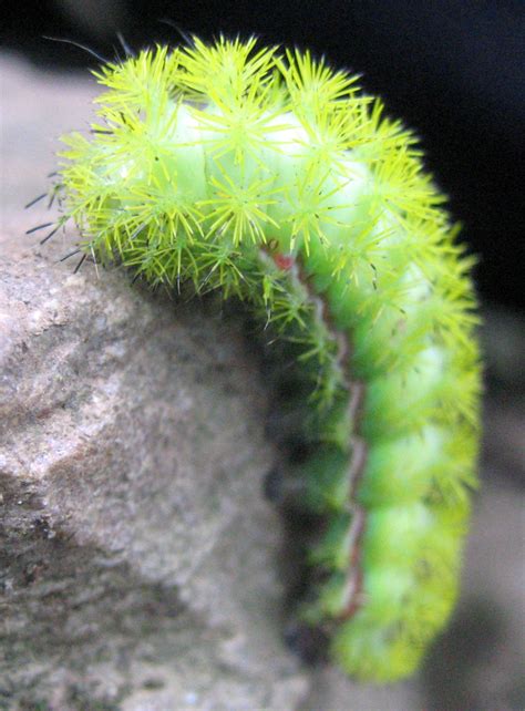 Green Caterpillar Identification Guide: 18 Common Types | Owlcation