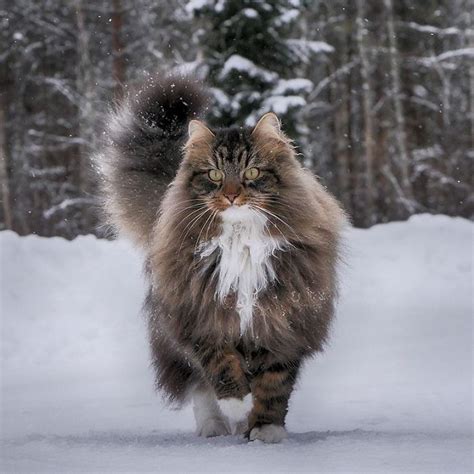 30 Pics Of Finnish Cats Living Their Best Winter Life | Bored Panda