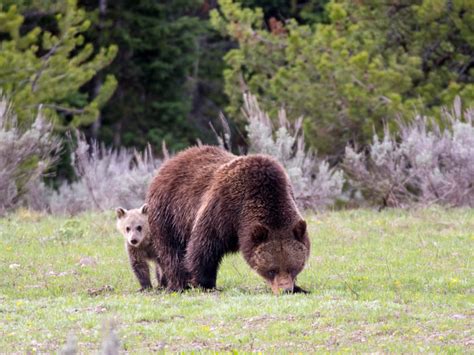 Yellowstone Ecosystem Grizzlies Once Again Protected - Wyoming Wildlife Advocates