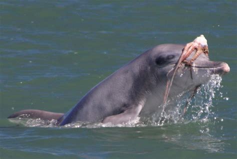 Shake Well Before Enjoying: Dolphins 'Tenderize' Octopus Prey | Live Science