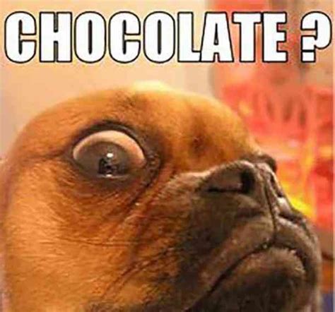 32 most delicious and hilarious quotes memes to celebrate national chocolate day – Artofit