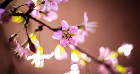 Shillong turns pink as Cherry Blossoms bloom in the city - Hello Tricity