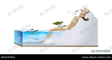 Habitats of mammals - mammals adapt to different environments. - Album alb3293821