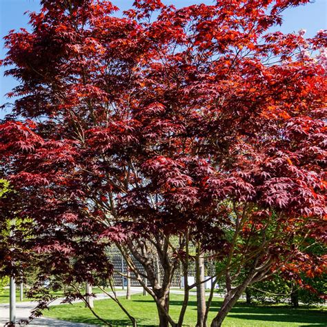 Emperor One Japanese Maple Trees for Sale at Arbor Day's Online Tree Nursery - Arbor Day Foundation