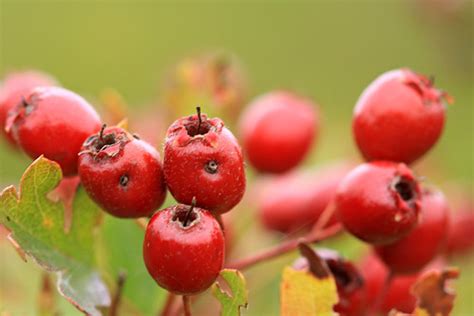 Hawthorn berries | tinshack | Flickr