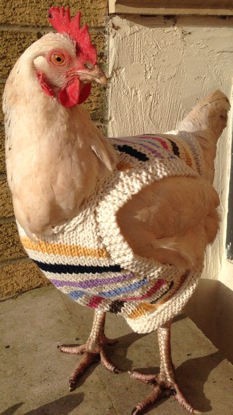 49 Chicken sweaters ideas | chicken sweater, chickens, chicken clothes