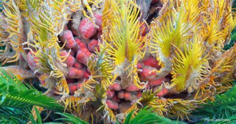 Growing Sago Palm Seeds: How To Plant Sago Palm Seed