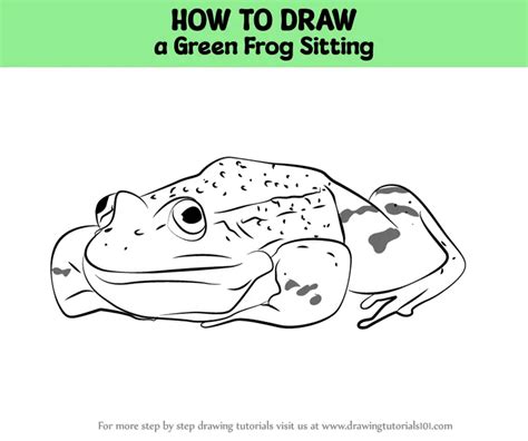 How to Draw a Green Frog Sitting (Amphibians) Step by Step | DrawingTutorials101.com