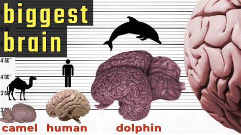 Biggest Brain in the World - Size Comparison | Comparison of Brain Size ...