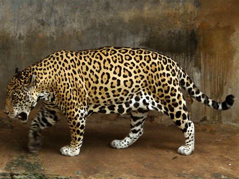 Jaguar Animal Facts