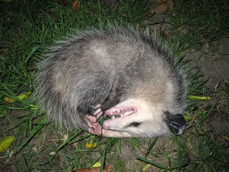 Why Opossums Eat Ticks - The Infinite Spider