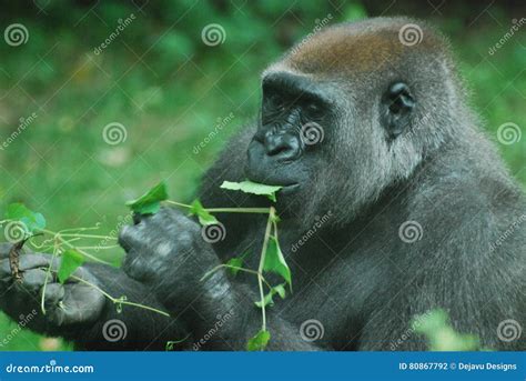 Silverback Gorilla Eating Green Leaves Stock Photo - Image of blackback ...