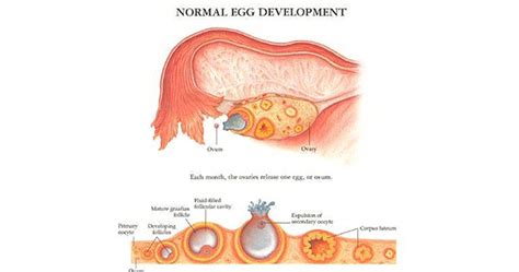 Best Time to get Pregnant and all about Ovulation and its phases