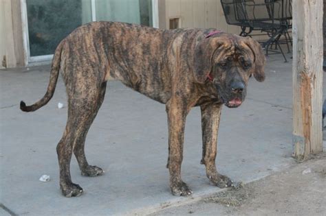 a large brown dog standing on top of a cement floor next to a wooden pole