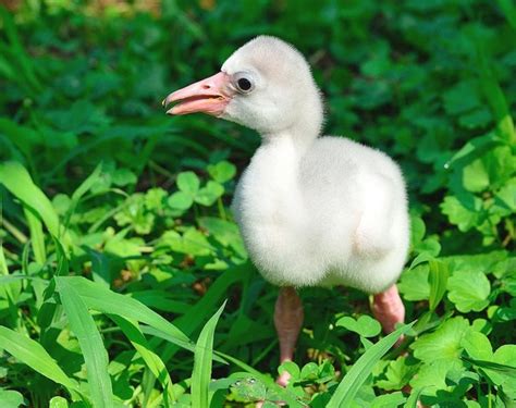 The National Zoo's Adorable New Baby Flamingo (PHOTOS) | HuffPost