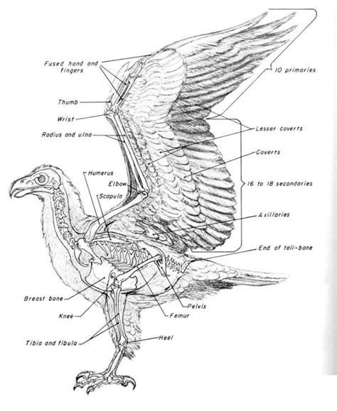 How To Draw A Bird Diagram - Draw easy