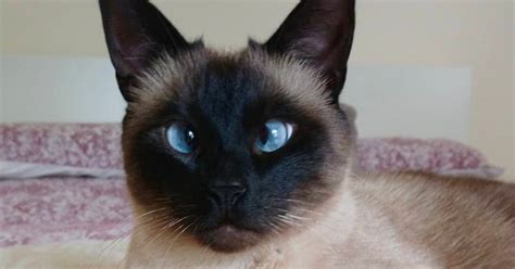 6 Fascinating Facts About Siamese Cats – Meowingtons