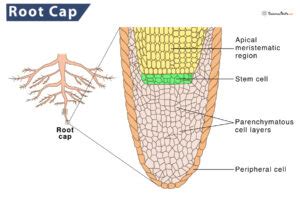 Root Cap - Definition, Structure, Function & Diagram